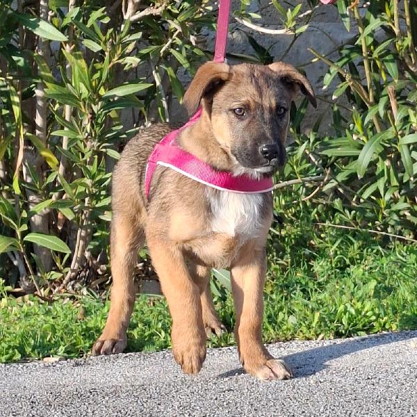 FUCSIA mix pastorina in adozione Foto 4